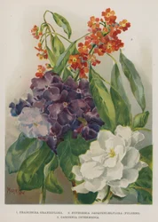 Franciscea Grandiflora, Euphorbia Jacqueniaelflora, Fulgens, Gardenia Intermedia